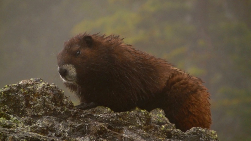 A Vancouver Island marmot. (Marmot Recovery Foundation)