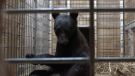 The bear named "London" continues to get better while being cared for by Bear With Us. (Source: Bearm With Us Centre for Bears)
