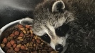 One of two raccoons found by London city workers at a sewage treatment plant prepares to nap while recovering at Heaven’s Wildlife Rescue  (Sean Irvine / CTV News)