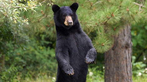 A black bear wanders through a suburban neighbourhood in this file photo. (AP/Steve Kinderman)
