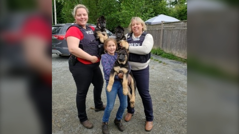Three stolen show puppies were found abandoned in Aldergrove. (Woodside German Shepherds / Facebook)