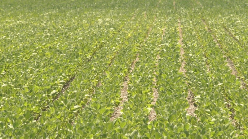 A crop in Essex County, Ont., on Tuesday, June 30, 2020. (Ricardo Veneza / CTV Windsor)