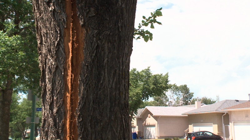 A tree in northeast Regina was split down the middle after it was hit by a lightning-bolt during a thunderstorm on Friday night. (Donovan Maess/CTV News Regina)