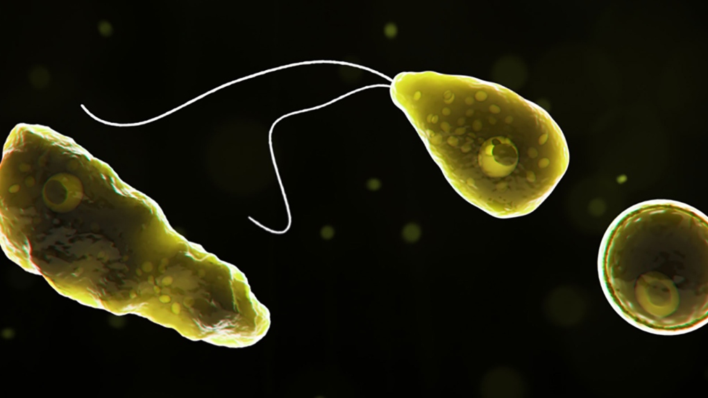 Brain-destroying amoeba