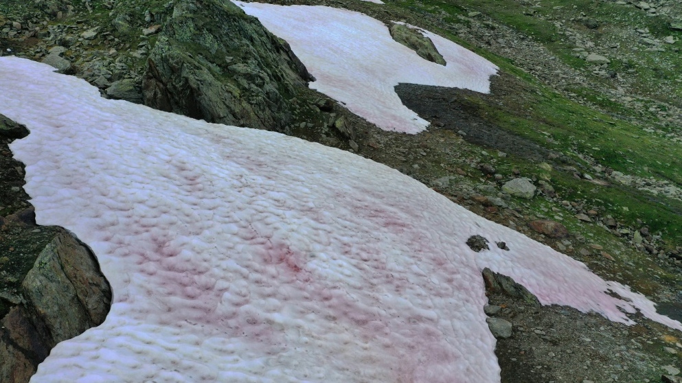 Pink algae in Italian Alps