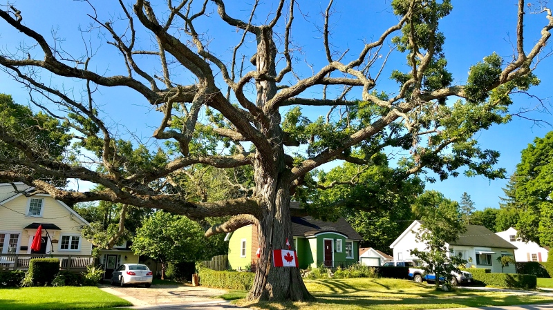 The Big Oak Tree in Lambeth has stood for hundreds of years, but in the fall of 2020 it will come down for good. (CTV London / Celine Zadorsky)