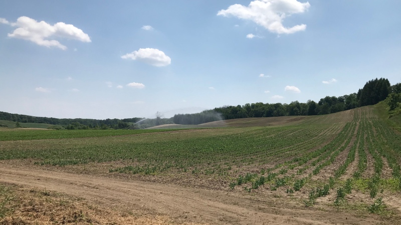An irrigation system working in a field in southern Ontario is shown on July 7, 2020 (Leighanne Evans / CTV News Kitchener)