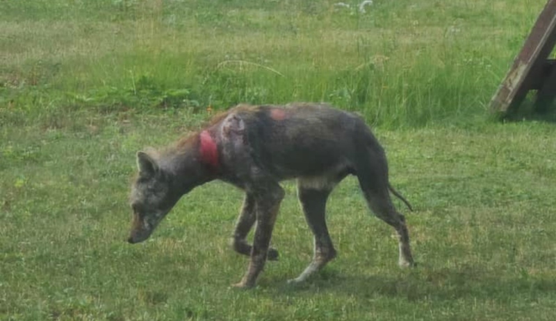 Residents in Elliot Lake are concerned about this coyote who has mange and is roaming the streets. (Supplied)
