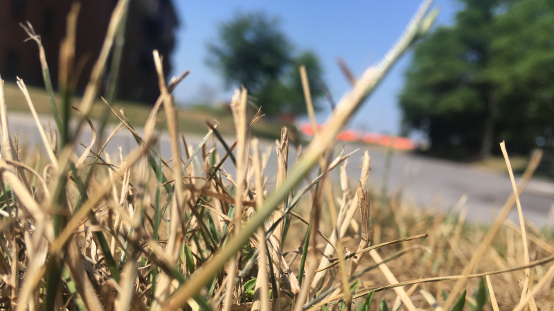 Dry grass during a heat wave with record-setting temperatures in Ottawa in July 2020. (Ted Raymond/CTV News Ottawa)
