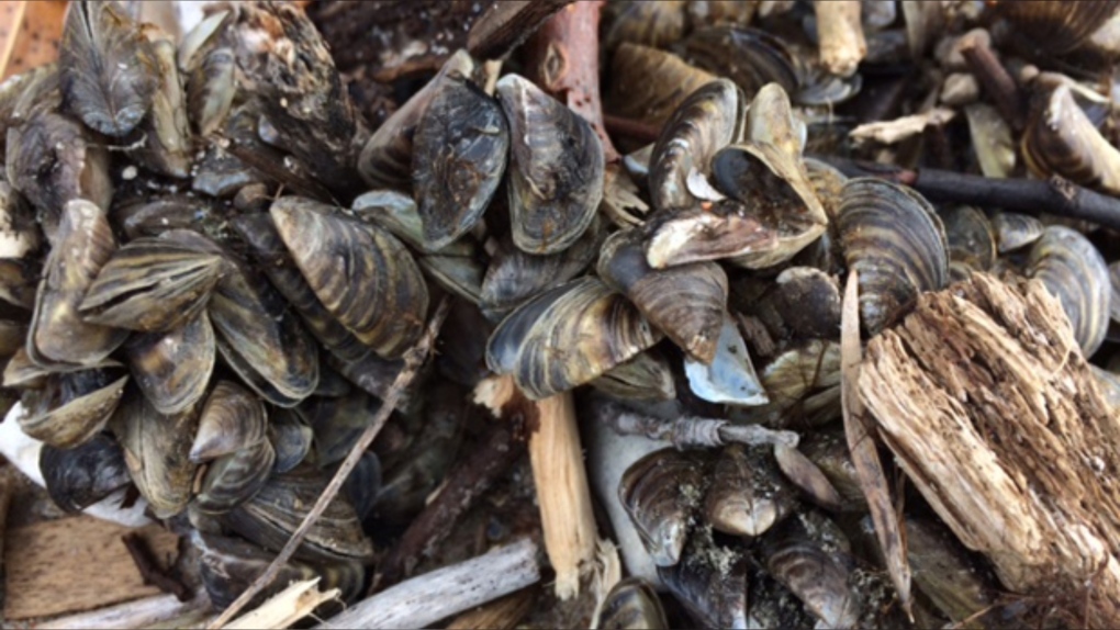 한 매니토바 호수에서 침습적인 얼룩말 홍합(invasive zebra mussels)이 발견돼