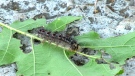 A caterpillar of the Gypsy moth is seen on a leaf in Tiny Township, Ont., on Fri., July 10, 2020. (Roger Klein/CTV News)