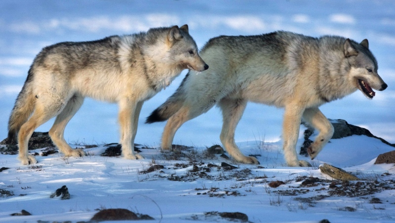 Wolves roam the tundra near the Meadowbank Gold Mine in the Nunavut on Wednesday, March 25, 2009. A new study says killing wolves in Western Canada to save endangered caribou populations hasn't stopped the decline. THE CANADIAN PRESS/Nathan Denette