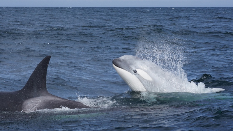 Researchers say a young white orca living off the coast of B.C., named Tl'uk, appears to be thriving as he nears his second birthday: (Jared Towers)