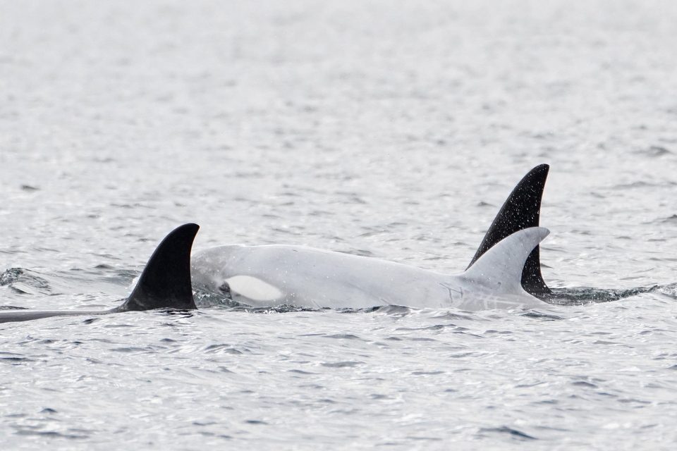 white whale orca
