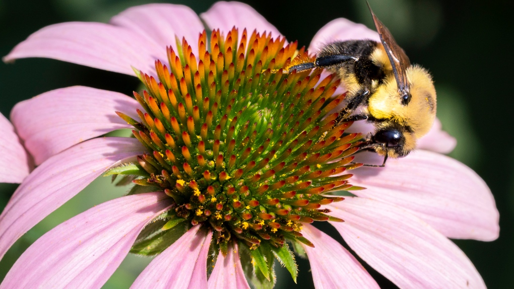 Lack of bees, pollination limiting crop yields across U.S., B.C., study  finds
