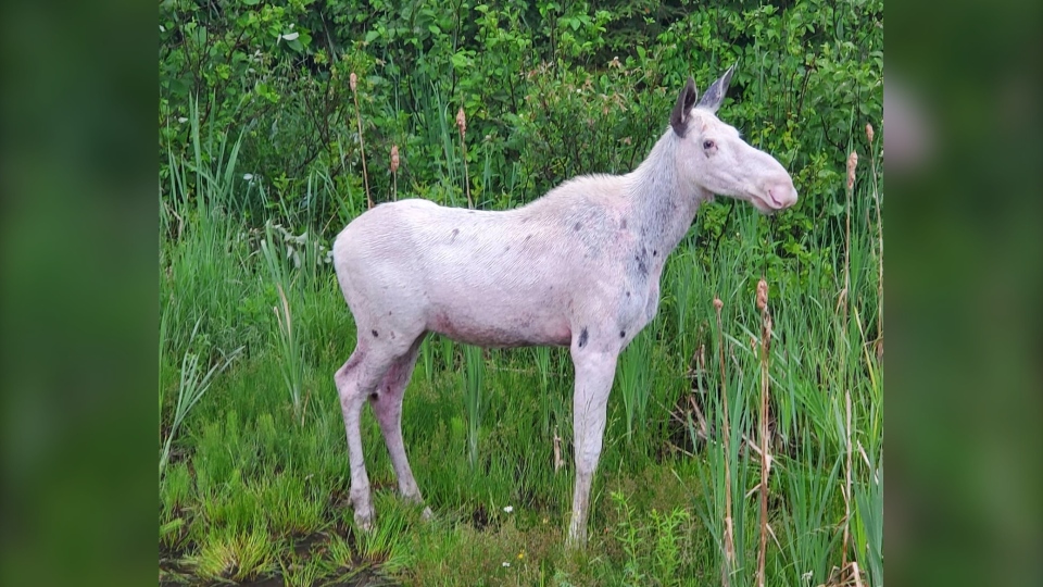 Young 'spirit moose' spotted near Foleyet