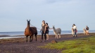 Llama-zing Adventures is a New Brunswick business that offers the public the chance to go on a beach walk or river hike with a four-legged friend. (Source: Llama-zing Adventures/Facebook)