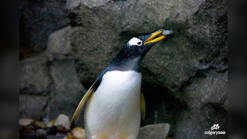 Calgary Zoo gentoo penguin Roz