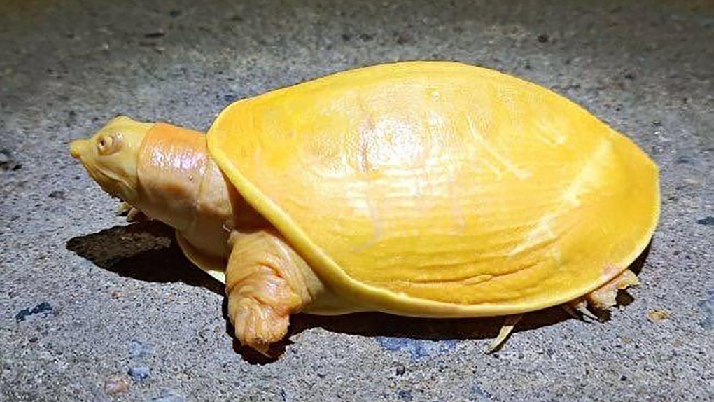 Rare yellow turtle discovered in India | CTV News