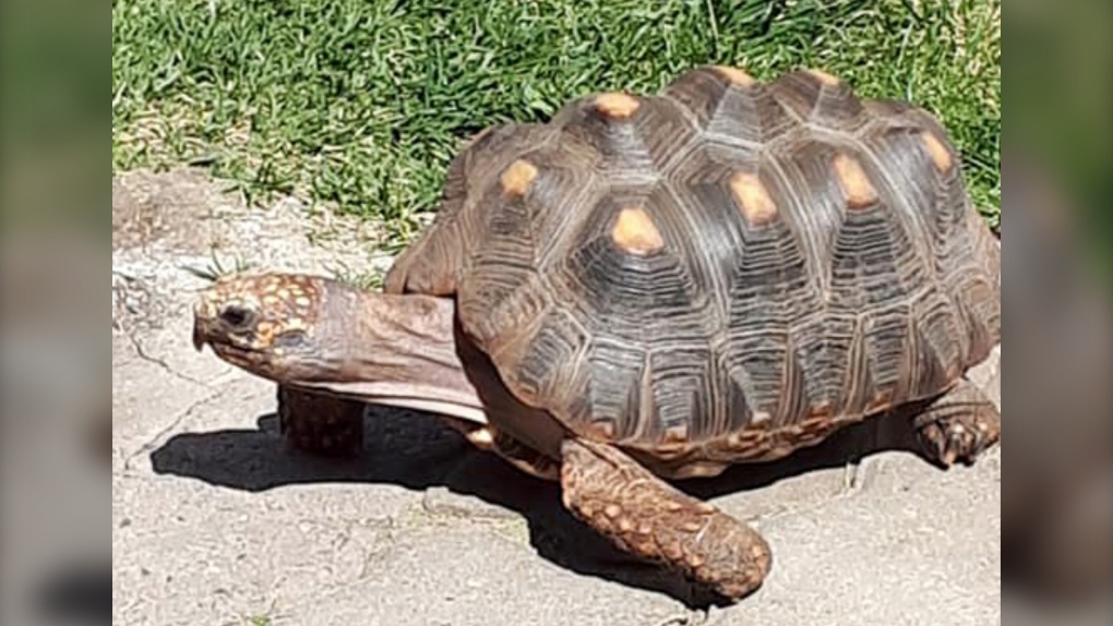 Red Footed Tortoise Taken From Airdrie Backyard Ctv News