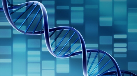 DNA gene 