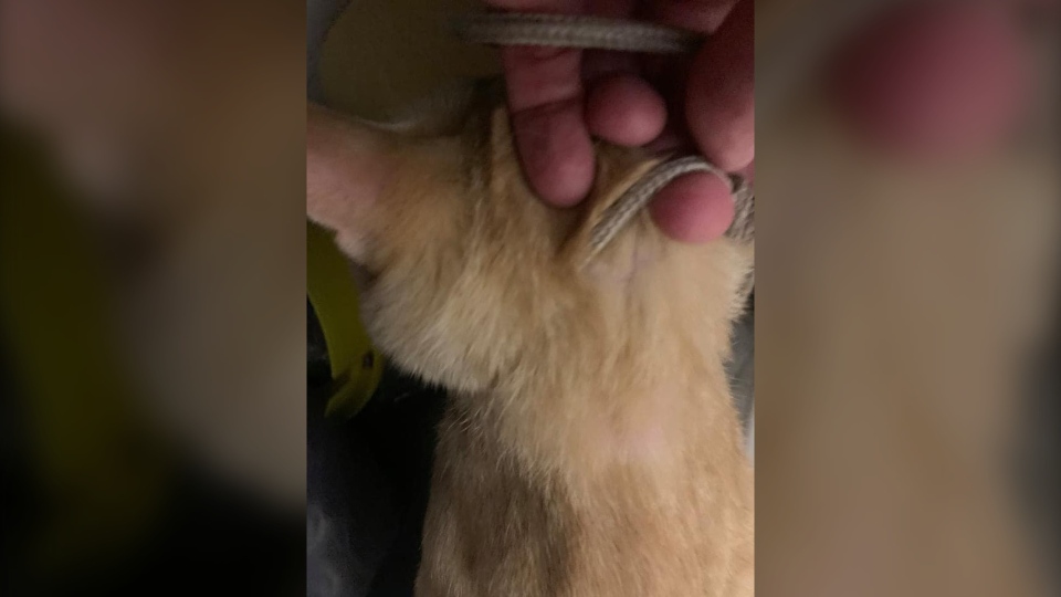 Cat found tied with rope to train tracks