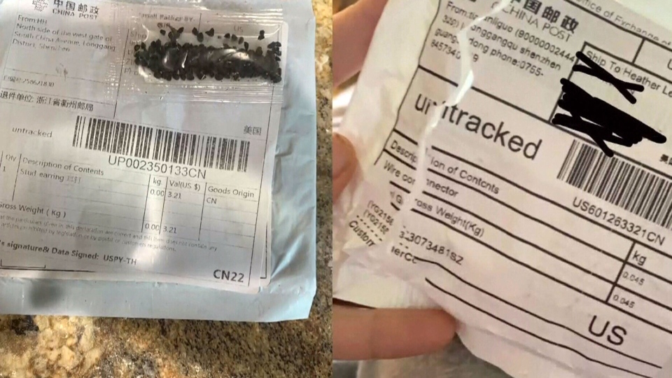 Mystery seeds showing up in Canadian mailboxes highlight 'brushing ...