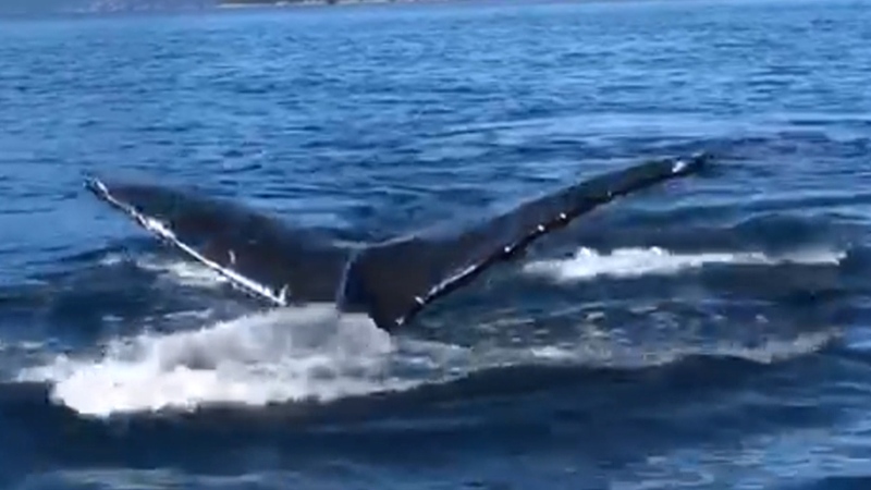 Surprise whale encounter caught on camera