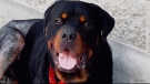The Comox Valley SPCA are looking after a two-year-old Rottweiler, Momoa, after he was found abandoned at a local dump.