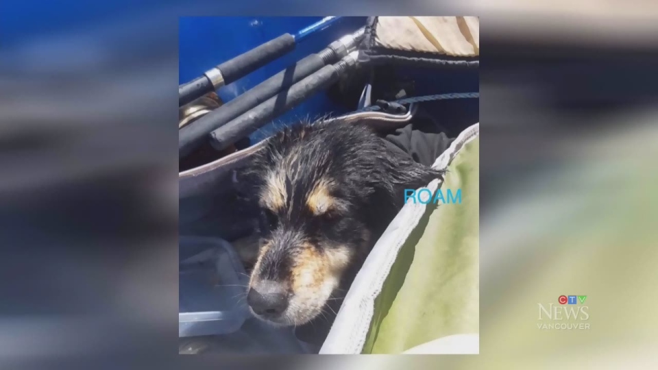 Surfers rescue trapped dog on Vancouver Island 