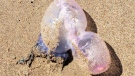 A sunny day at Nova Scotia's Lawrencetown beach took a frightening turn for a Halifax-area family when seven-year-old Maria Legge was stung by this Portuguese man o' war. (SJ Belfield/Facebook)