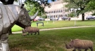 An image from the Engage augmented reality app shows "real" rhinos joining the sculpture outside Museum London in London, Ont. (Source: EXAR Studios)