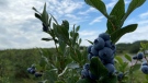 The blueberries at Hugli's Blueberry Ranch in Pembroke, Ont. have been attracting visitors from all around Ontario, looking for a physically distanced activity. (Dylan Dyson / CTV News Ottawa)