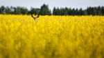A deer stands in a canola field near Olds, Alta., Thursday, July 16, 2020. .THE CANADIAN PRESS/Jeff McIntosh