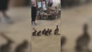 A mother duck and her goslings were rescued Wednesday after wandering into a southwest Edmonton flower shop. (Sheryl Asp)