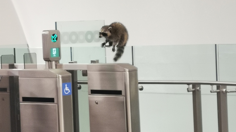 A raccoon was spotted at OC Transpo LRT 's Lyon station on Thursday, Aug. 14, 2020. (Robyn Jones/CTV Viewer)