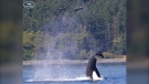 A transient orca is pictured launching a seal into the air near Vancouver Island: (Five Star Whale Watching)