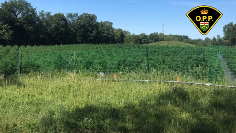 Ontario Provincial Police say officers sezied more than 7,100 cannabis plants from a grow op in the Stone Mills, Ont. region, northwest of Kingston. (OPP handout photo)