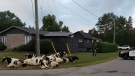 OPP say several cows who escaped from an eastern Ontario farm decided to take a break at a home in Russell, Ont. before their farmer was able to round them up. (Photo by OPP East Region / Twitter)