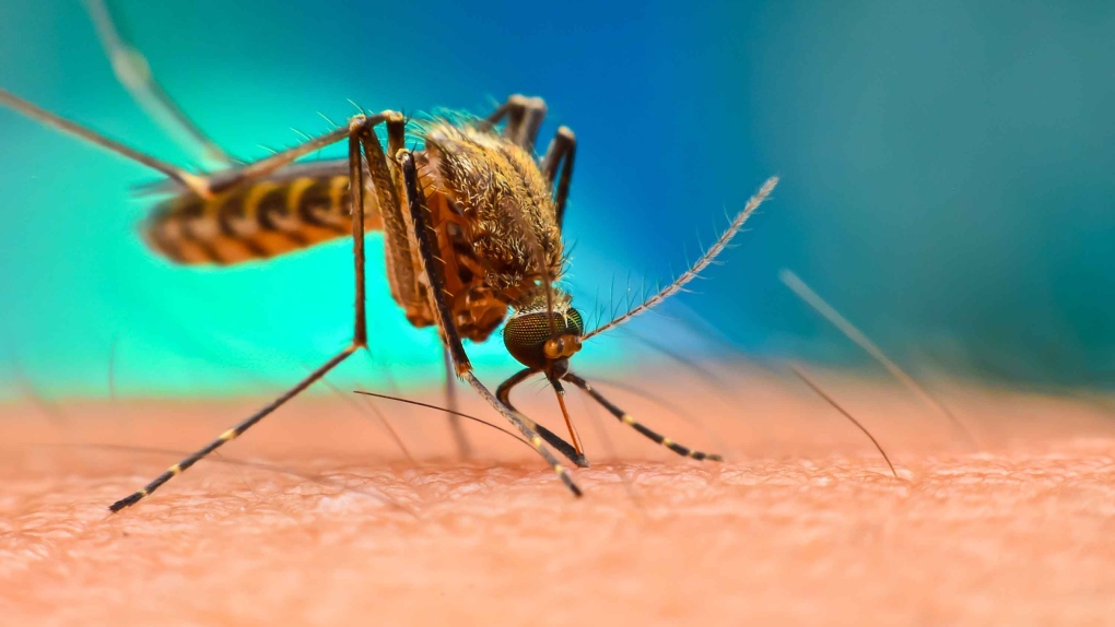 Million Genetically Modified Mosquitoes To Be Released In Florida Keys