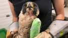 Thunder the Falcon recovering at Salthaven Wildlife Rehabilitation Centre, August 22, 2020 (Jordyn Read / CTV News)
