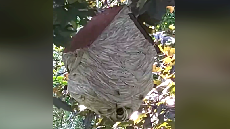 A wasp nest built around a birdhouse discovered while mowing the lawn (Source: Ira Timothy)