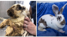 Mavis the bunny before and after recovery. (courtesy Windsor-Essex County Humane Society/AM800) 