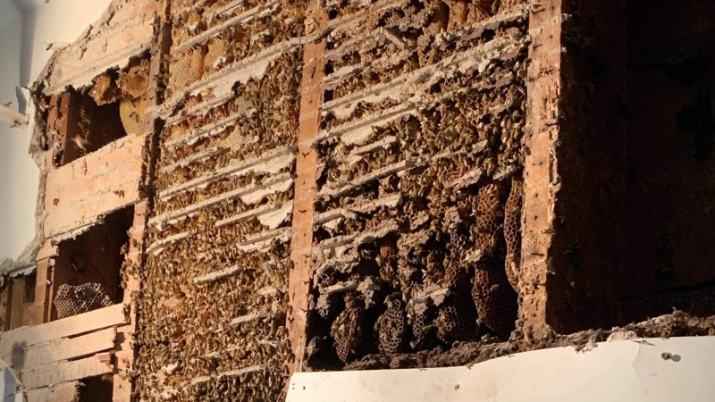 A massive beehive found inside the walls of a Crystal Rock, Ont. church that John and Tina Keeley planned to renovate. (Photo courtesy of Craig Theriault)