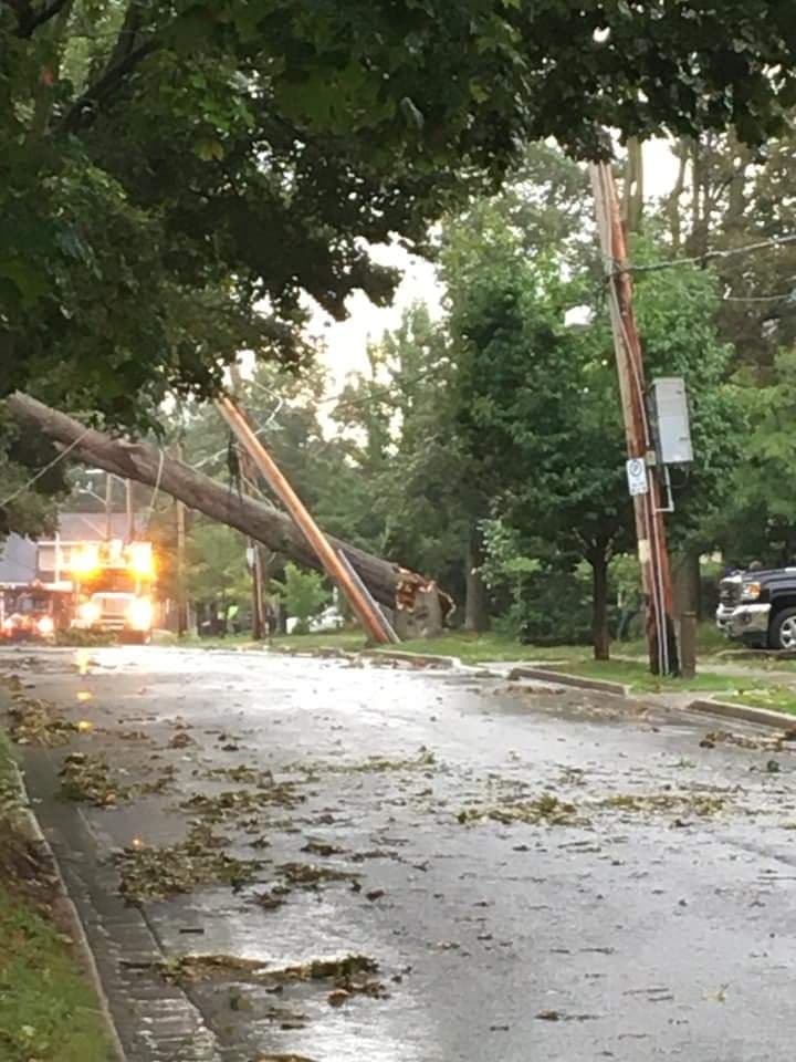 Tree across Becher and Perry streets 