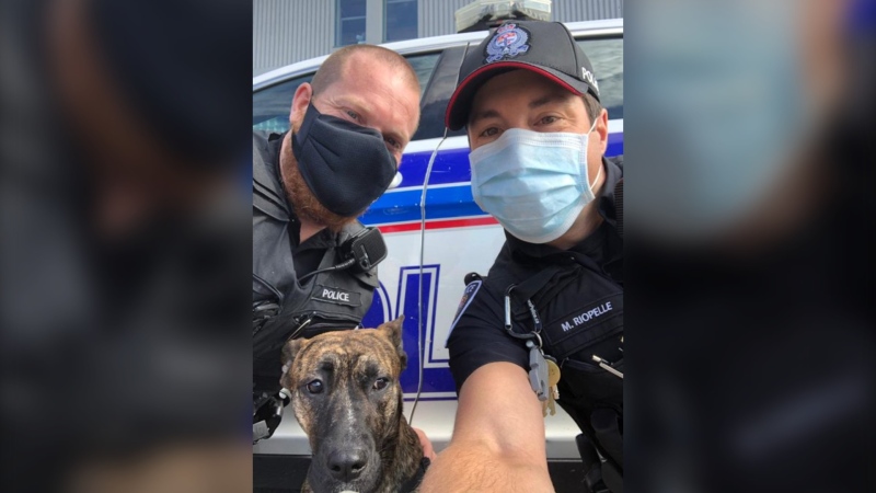 Ottawa Police say a dog who was allegedly abused has been removed from its owner and renamed, and is expected to make a full recovery. (Photo via Ottawa Police / Twitter)
