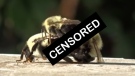 Two drones and a queen bumblebee are seen entangled in a mating incident gone wrong in Richmond, B.C. on Aug. 24, 2020. (Jonathan Alayon/YouTube) 