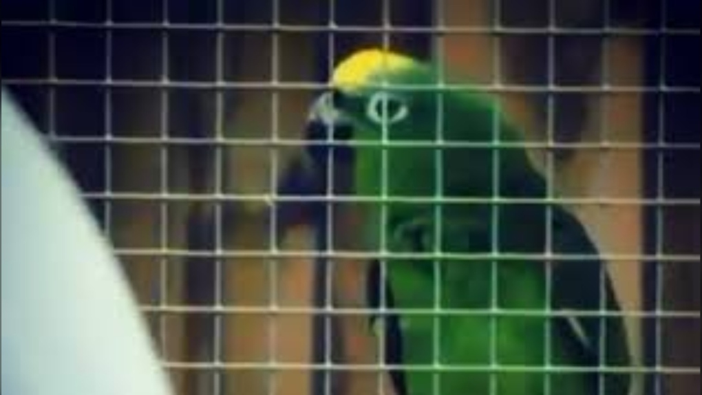 singing parrot