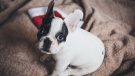 A French bulldog puppy seen in this undated photo. (Freestocks.org / Pexels)