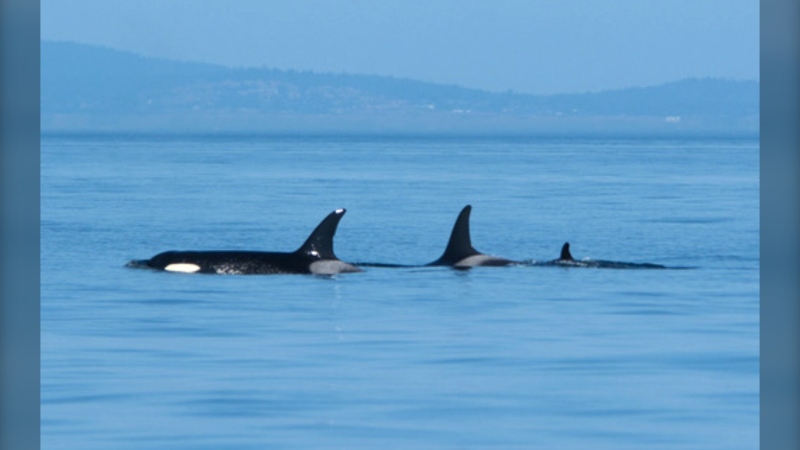 J35, centre, surfaces with her ten year-old son J47 along with her day old baby J57 off the San Juan Islands in Washington state on Saturday, Sept. 5, 2020. (Photo: Sarah McCullagh/Pacific Whale Watch Association)